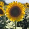 sunflower_six